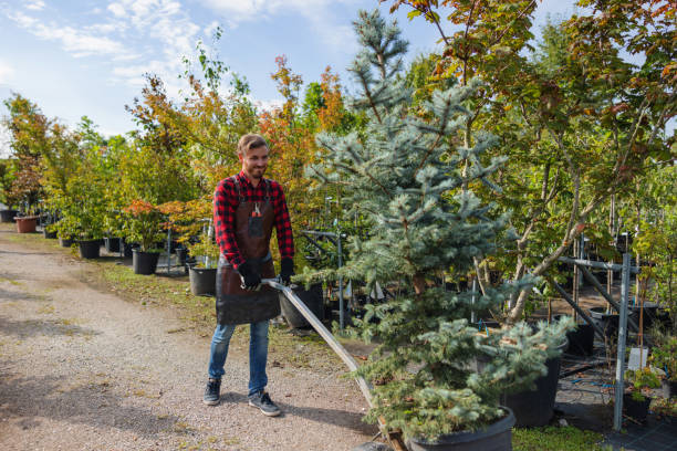 How Our Tree Care Process Works  in Escondido, CA